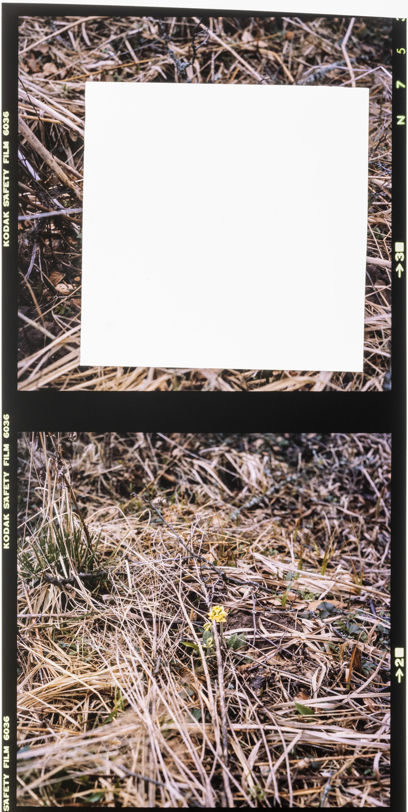 Kodak Ektachrome 200 (EPD 6036): Aus dem oberen Bild wurde ein Superslide ausgestanzt. (Foto © Martin Frech, 1983)