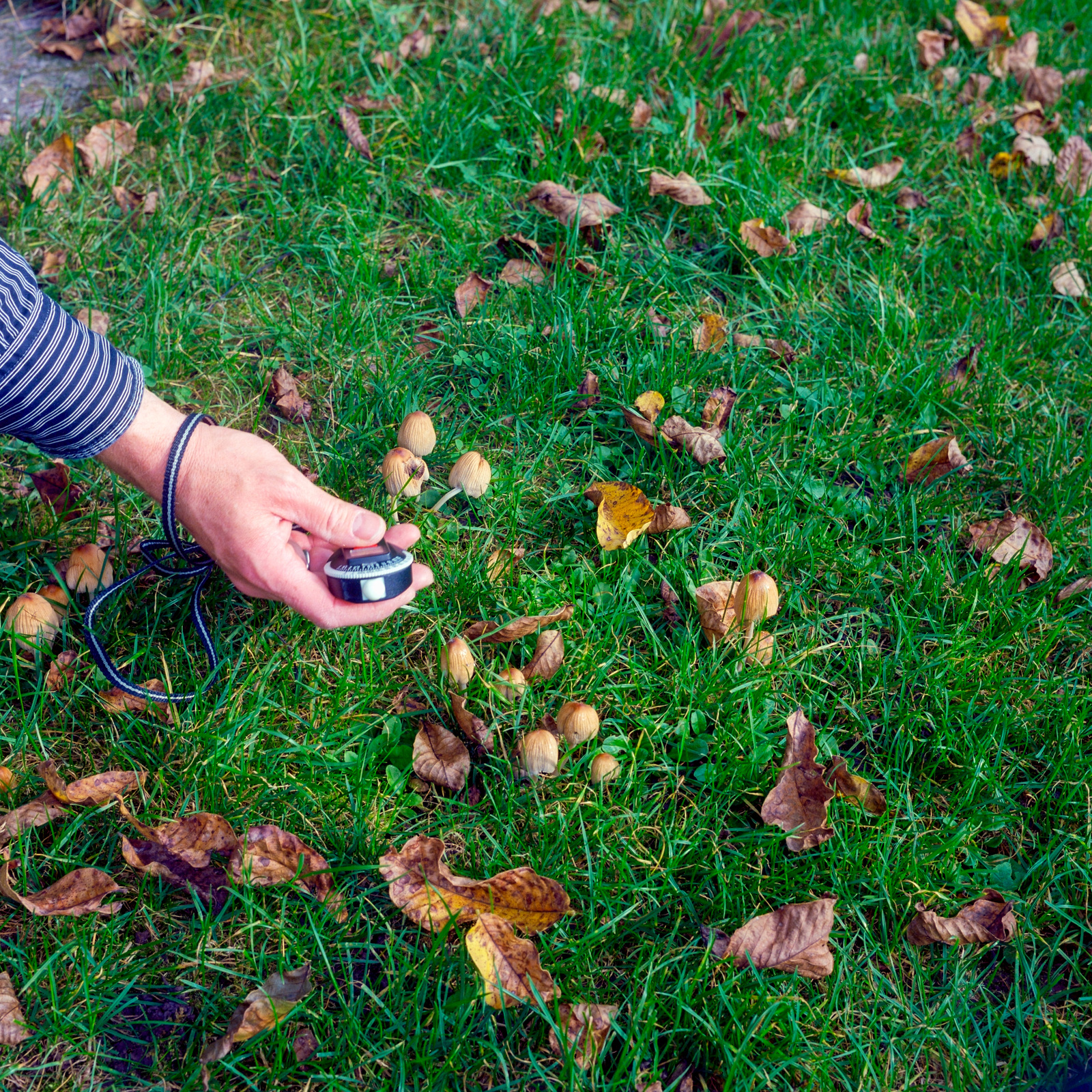 Wiese im Herbst mit gefallenen Blättern und Pilzen. Zu sehen ist die rechte Hand des Autors bei der Lichtmessung mit einem externen digitalen Belichtungsmesser (Gossen-Digisix). Foto: © Martin Frech, 10/2013 (Selbstportrait)